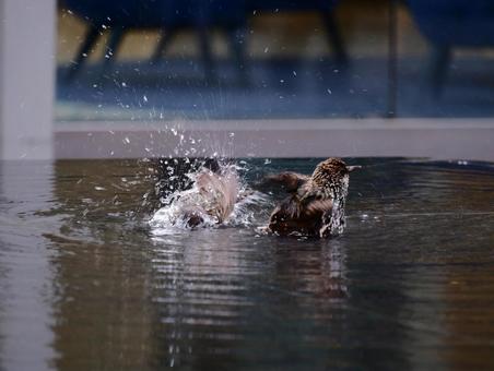 水浴びする鳥 水浴びする鳥の写真
