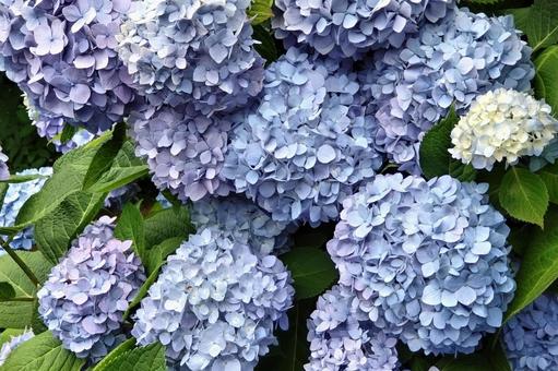 Hydrangea, JPG
