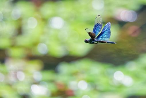Male Butterfly Dragonfly flying around the pond, JPG Male Butterfly Dragonfly flying around the pond, JPG