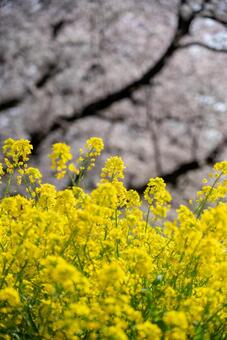 春爛漫 菜の花と桜 菜の花,桜,春の写真素材