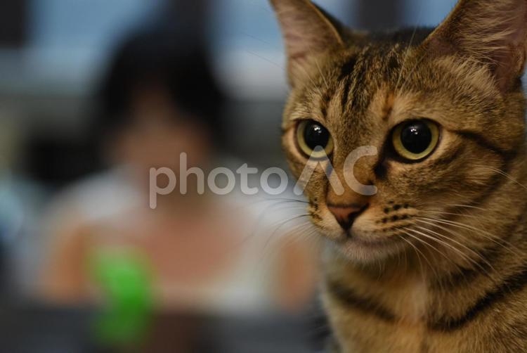 猫と背景ぼかし女性 猫,子猫,雑種の写真素材