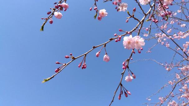 桜 桜 桜,さくら,青空の写真素材