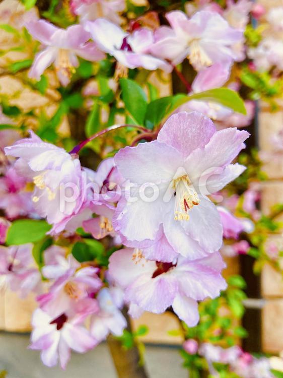 美しいハコネウツギの花々 春,うつぎ,ウツギの写真素材