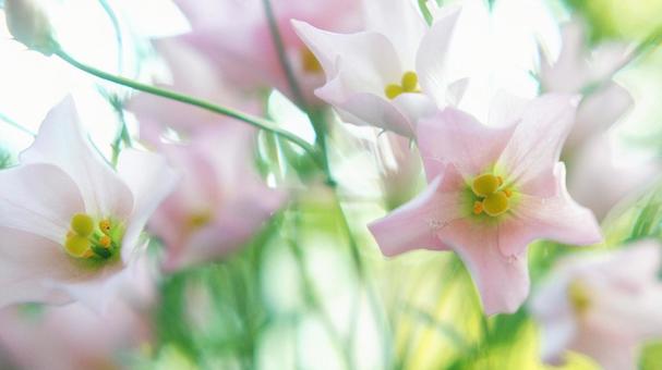 秋の花-303 秋の花-303の写真