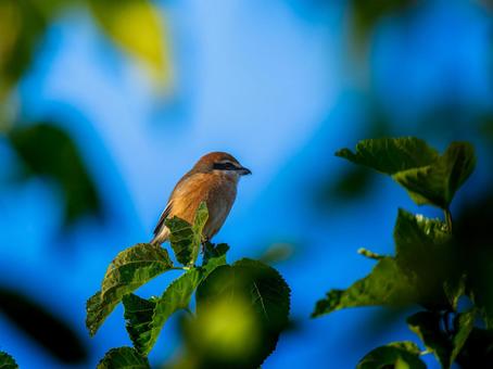 枝にとまるモズ・百舌鳥 モズ,百舌鳥,野鳥の写真素材