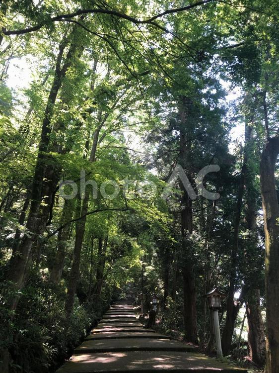 神社 木材,木,助言の写真素材