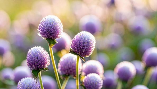 夏から秋の花 センニチコウ 夏から秋の花 センニチコウの写真