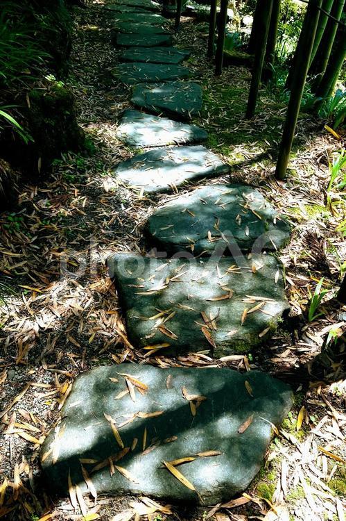 竹林木漏れ日と落ち葉 庭に敷かれた飛び石 飛び石,丸石,庭の写真素材
