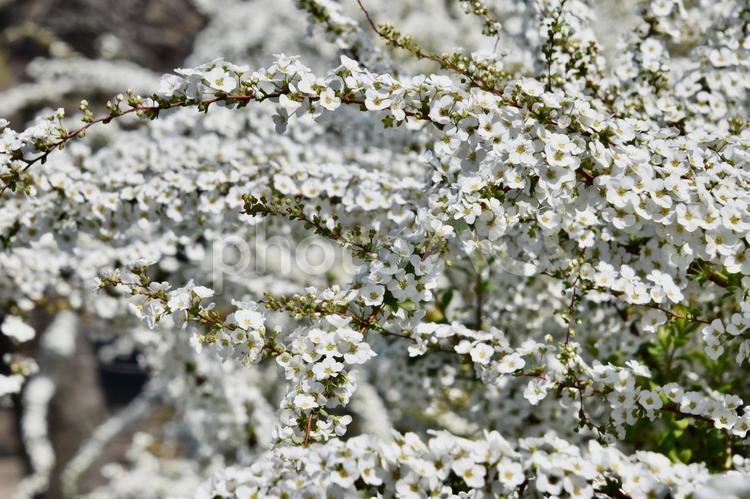 咲き誇る雪のように白い花々の背景素材 花,咲く,白の写真素材