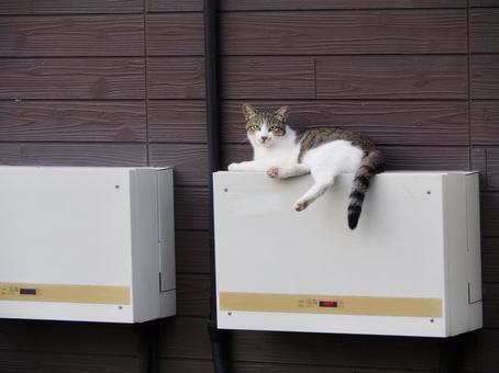 A cat relaxing on a distribution board, JPG A cat relaxing on a distribution board, JPG