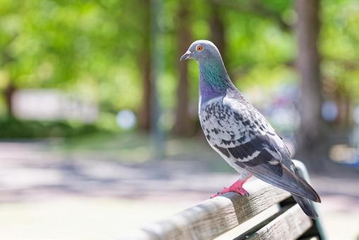 公園のベンチに留まるカワラバト 公園のベンチに留まるカワラバトの写真