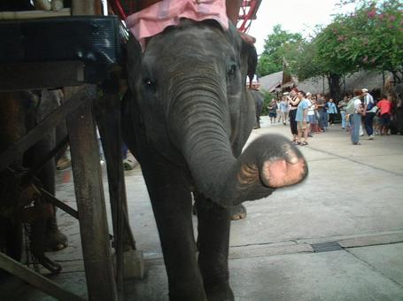 タイの象 タイの象の写真