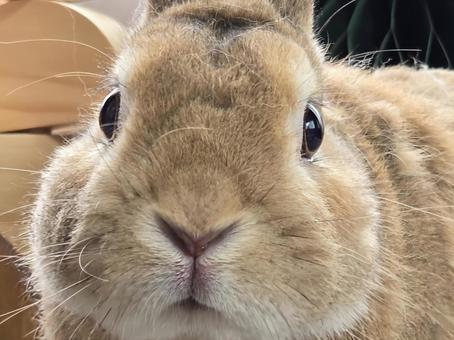 うさぎの正面 うさぎの正面 うさぎ,ウサギ,草食動物の写真素材