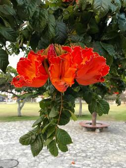 カエンボク (Okinawa)の写真