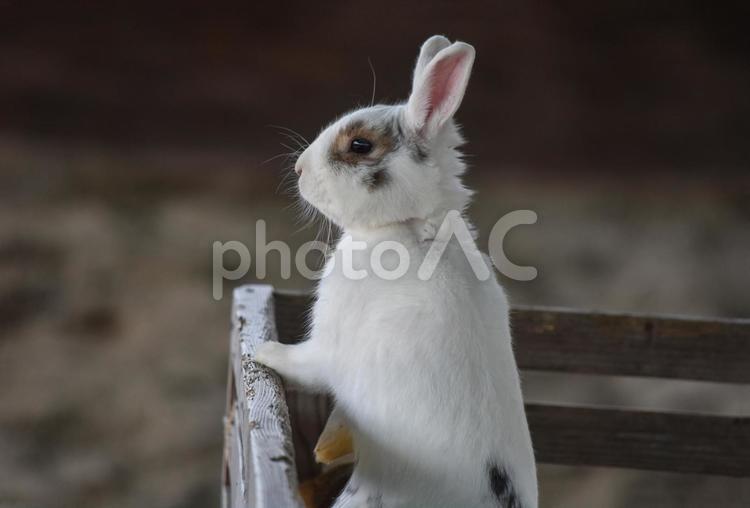 かわいいうさぎちゃん	 うさぎ,ウサちゃん,卯の写真素材