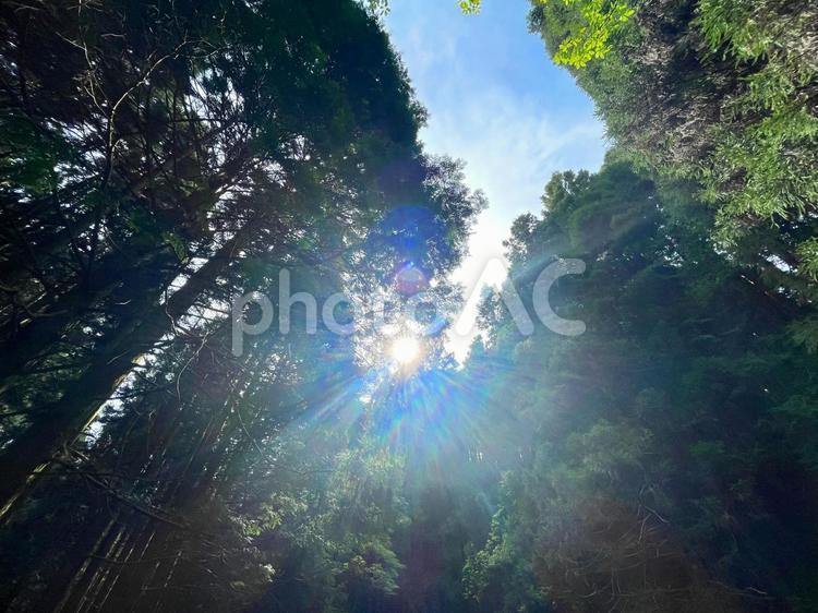 木漏れ日が眩しすぎる森林 木漏れ日,日差し,森林の写真素材