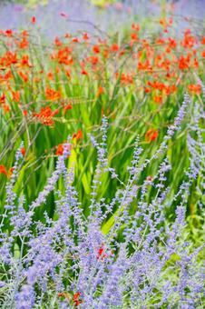 河口湖大石公園の花畑 河口湖大石公園の花畑 河口湖,大石公園,ラベンダーの写真素材