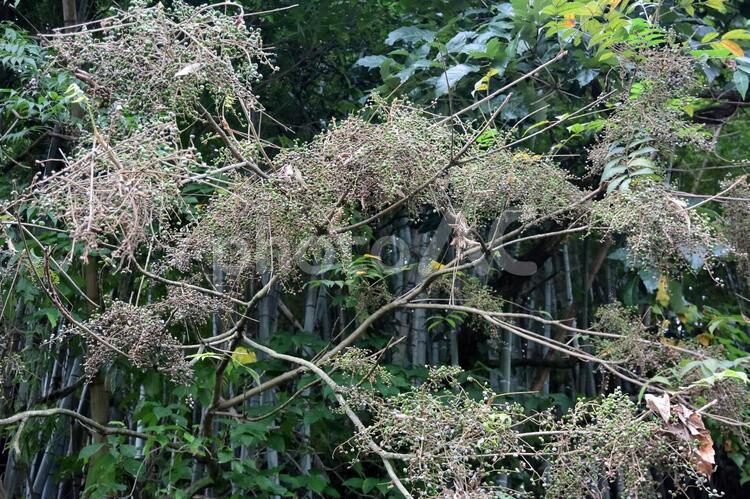 大株の、漆の実 ウルシ,カエデ,ハゼの写真素材