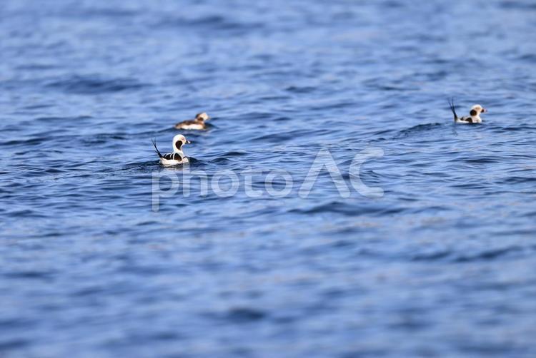 コオリガモ コオリガモ,群れ,冬鳥の写真素材