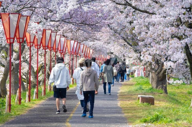 満開の桜とお花見をする人々 お花見,花見客,桜並木の写真素材