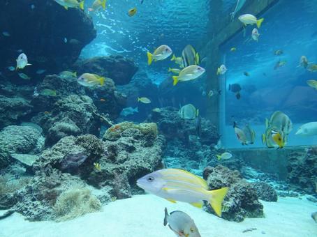 水族館 水族館