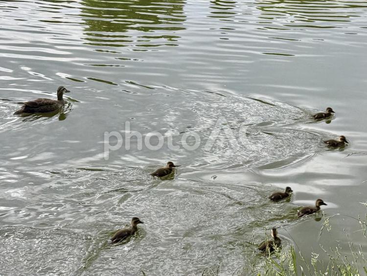 鴨の家族 鳥,鴨,公園の写真素材
