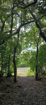Forest trail entrance, JPG Forest trail entrance, JPG