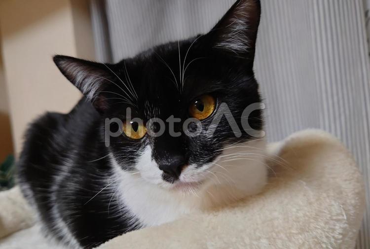 猫　ねこ　ネコ　癒やし　ペット はちわれ,猫,ネコの写真素材