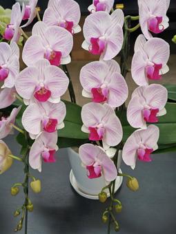 胡蝶蘭 胡蝶蘭 胡蝶蘭,鉢植え,花の写真素材