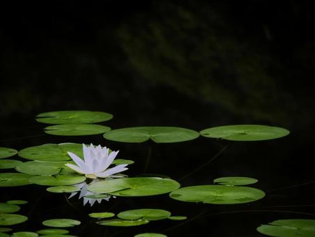 池に咲く白い睡蓮 池に咲く白い睡蓮 睡蓮,花,華の写真素材