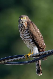 長い爪で電線を掴むツミの幼鳥 ツミ,雀鷹,タカの写真素材