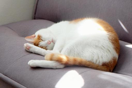 ソファと猫_10 ソファと猫_10 猫画像,ねこ写真,ソファの写真素材