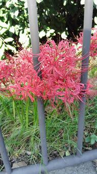 彼岸花 彼岸花,群生,赤の写真素材