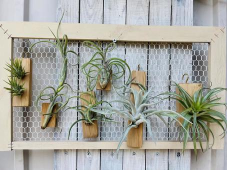 エアープランツ エアープランツ 植物,チランジア,着生植物の写真素材
