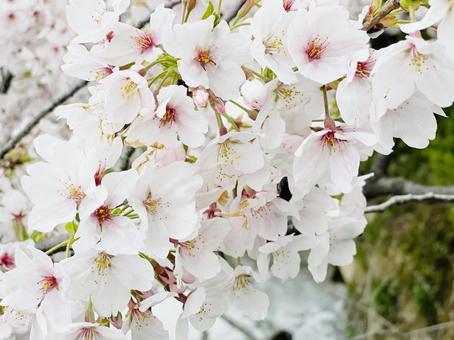 桜 自然,木,4月の写真素材