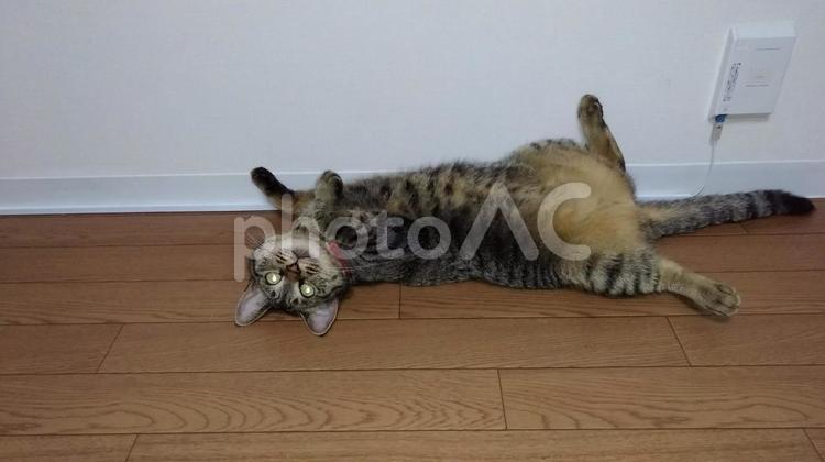 あら、失礼！ キジトラネコ,ねこ,動物の写真素材