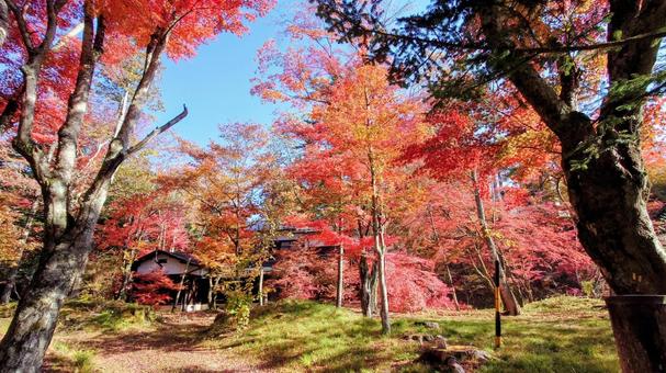 紅葉の秋 紅葉の秋 紅葉,もみじ,モミジの写真素材