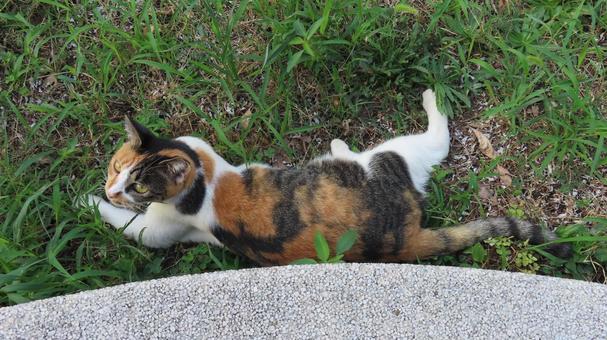 カメラ目線で夕涼みするもふもふな三毛猫 カメラ目線で夕涼みするもふもふな三毛猫の写真