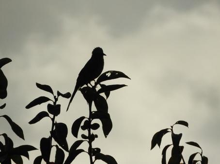鳥シルエット 鳥シルエットの写真