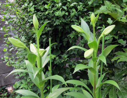 Photo, irish lily, bud, plant, 