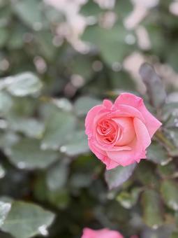 ピンクの薔薇 バラ,冬,11月の写真素材