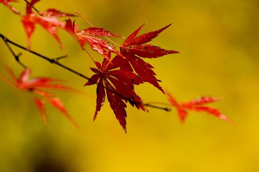 紅葉 紅葉,養老渓谷,筒森もみじ谷の写真素材