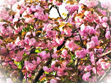 ピンクの花 ピンクの花の写真