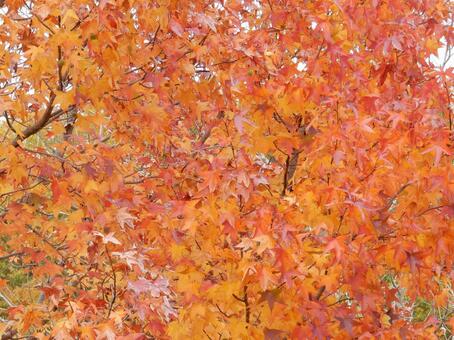 【風景写真】晩秋の風景 紅葉,葉っぱ,晩秋の写真素材