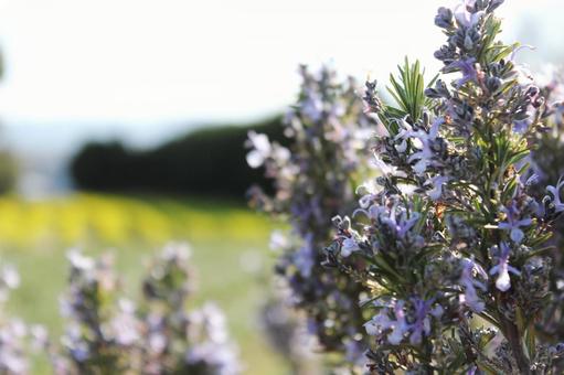 ラベンダー 自然,春,3月の写真素材