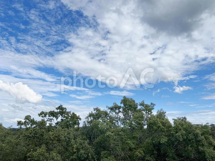 雲の多い晴れ空と木 空,自然,風景の写真素材