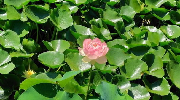 Photo, lotus, flower, plant, 
