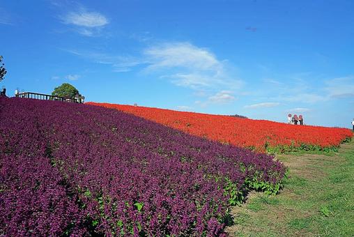 淡路島　あわじ花さじき53　サルビア 兵庫県,あわじ花さじき,サルビアの写真素材