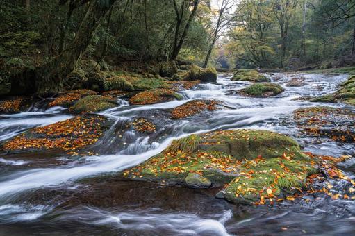 熊本-【菊池渓谷の紅葉】 熊本,菊池渓谷,川の写真素材