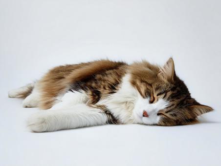 眠る猫 眠る猫の写真